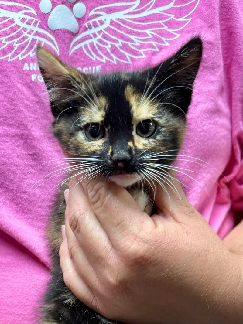 Cat, a female kitten up for adoption
