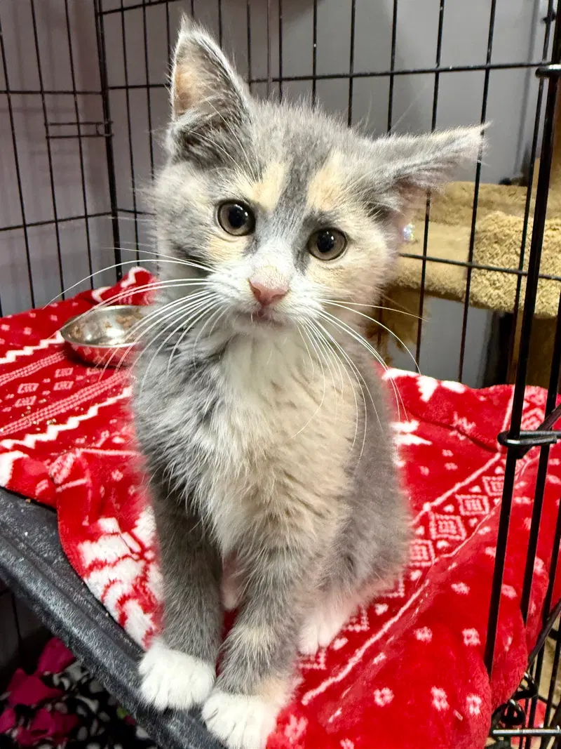 Cat, a female kitten up for adoption