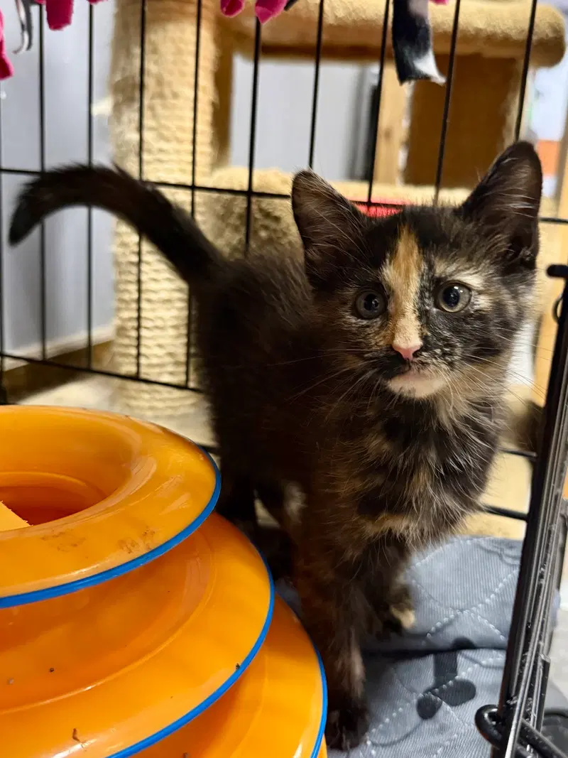 Cat, a female kitten up for adoption