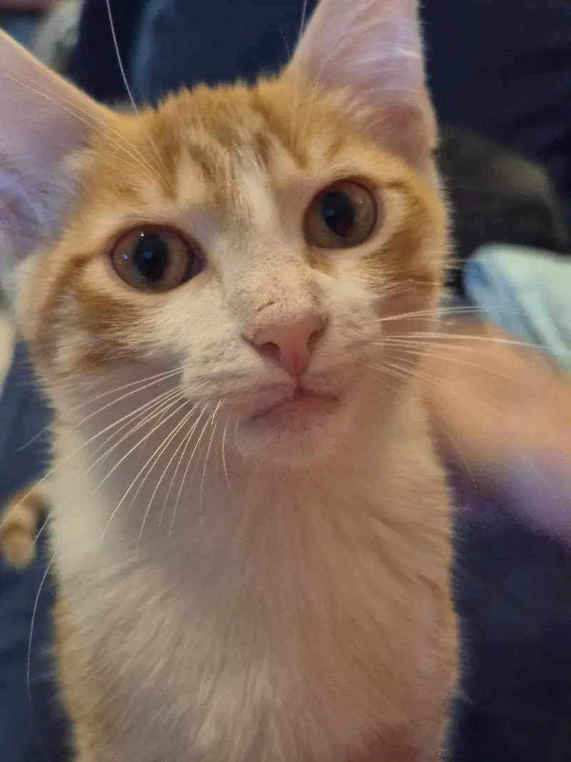 Cloudy, a young male cat up for adoption