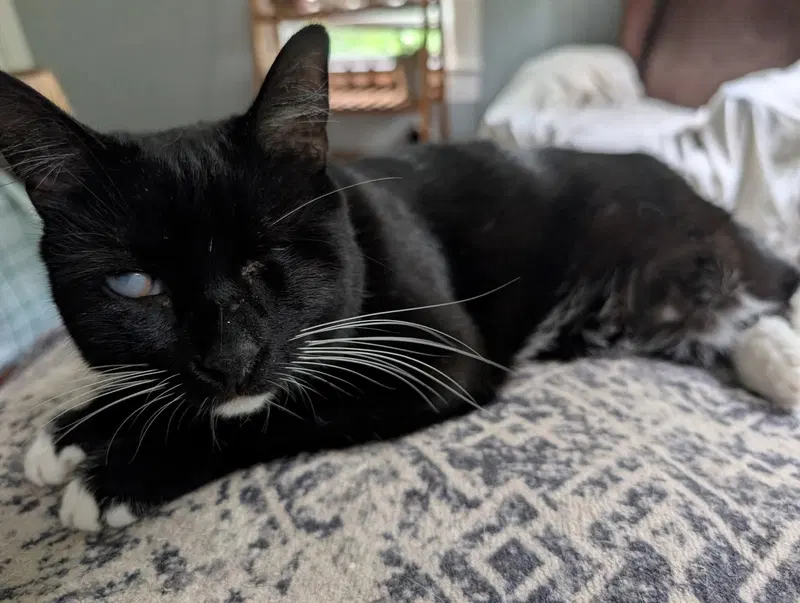 Eartha Kitty, photo 3