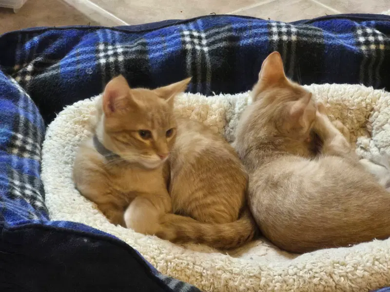 Rainy, a young male cat up for adoption