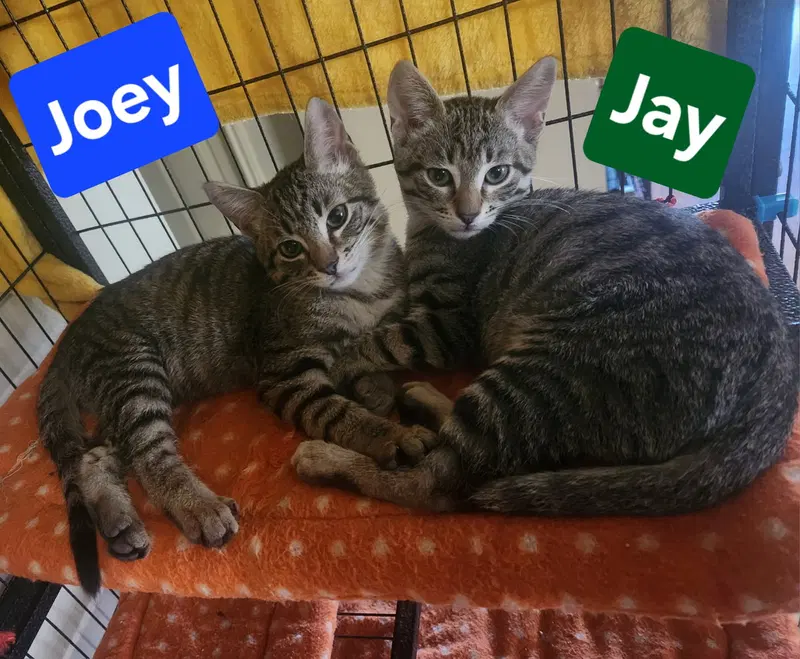 Jay, photo 4