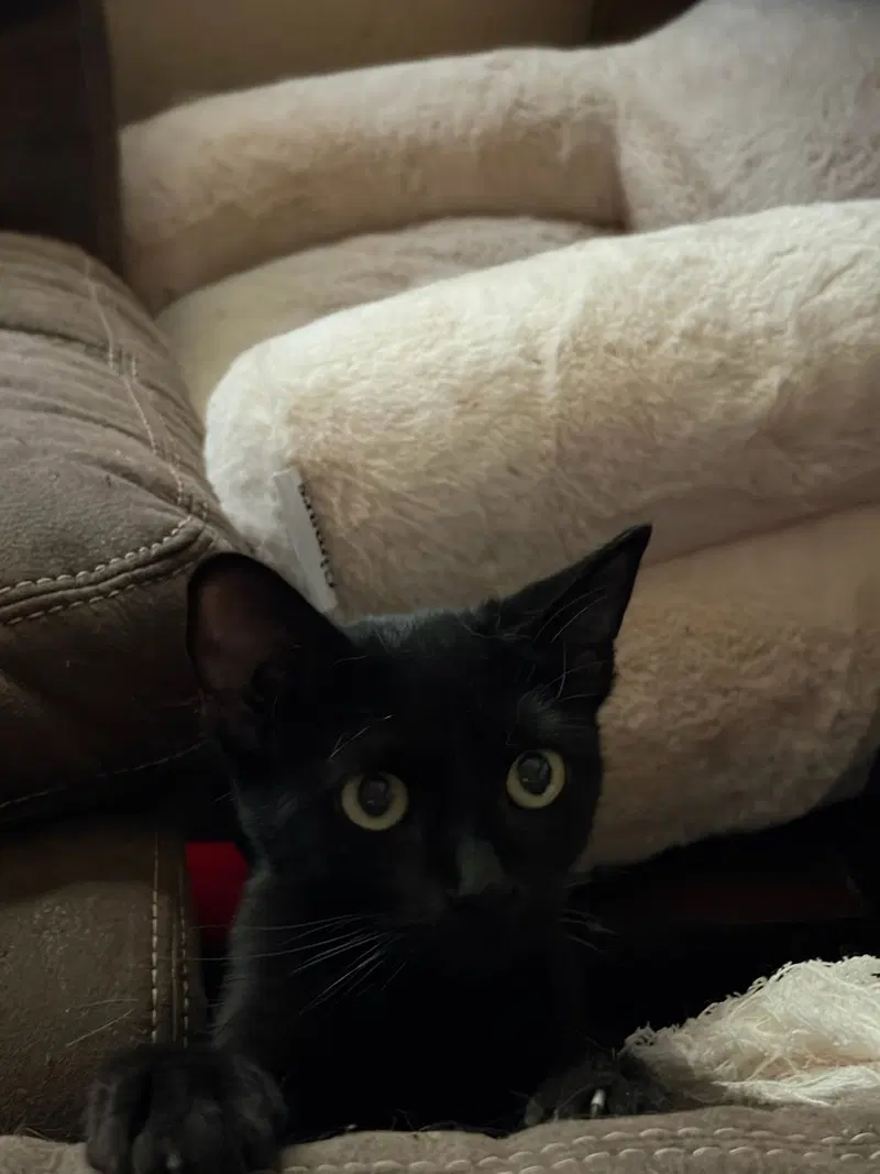 Canberra, a young female cat up for adoption