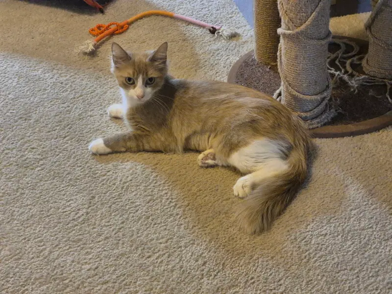 Claudia, an adult female cat up for adoption