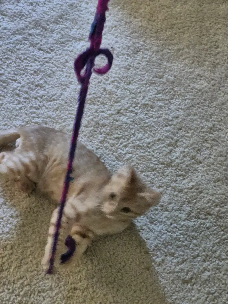 Floofy, photo 4
