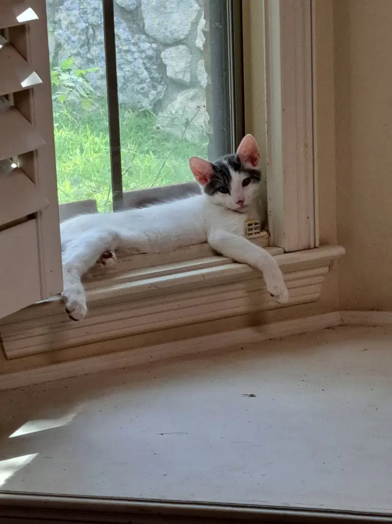 Jade, a young male cat up for adoption