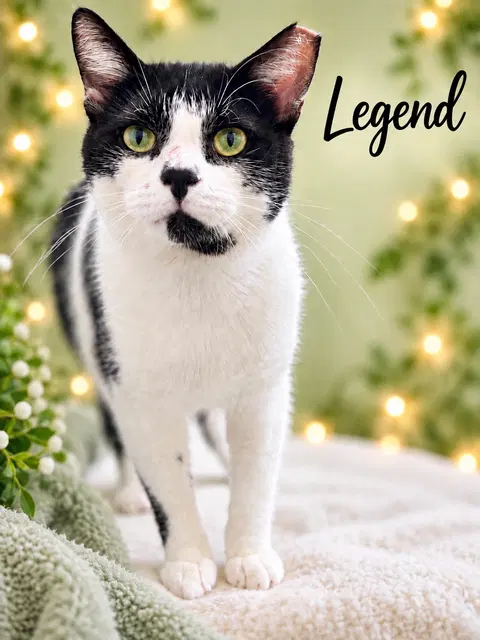 Watch the video of Legend