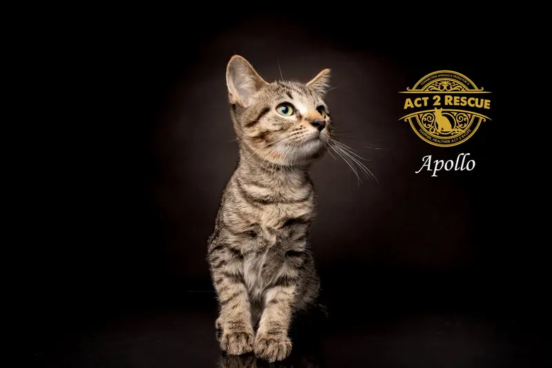 Apollo 3, a young male cat up for adoption