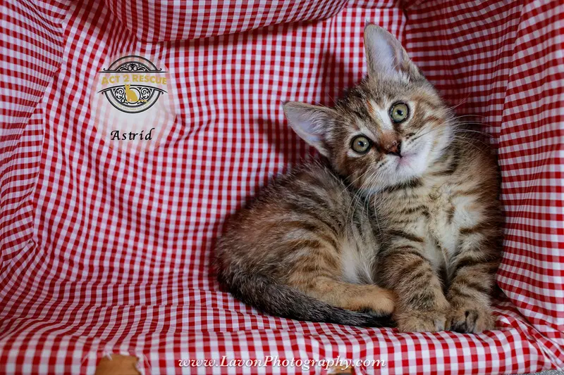 Astrid, a young female Torbie cat up for adoption
