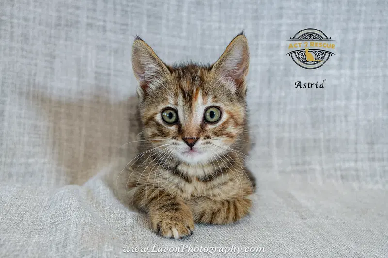 Astrid, photo 2
