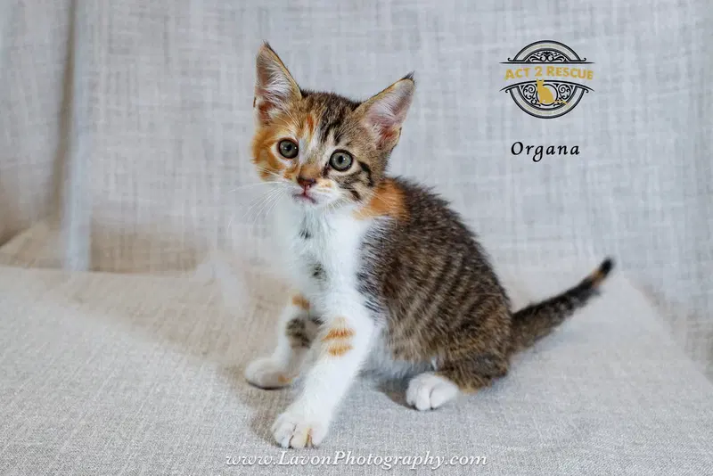 Organa, photo 3