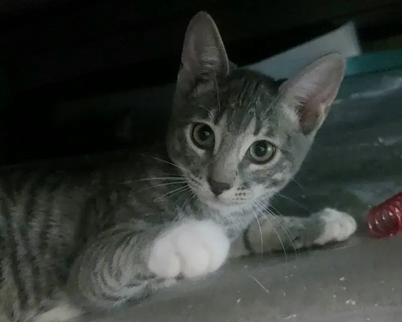 Bobs, a male Tabby kitten up for adoption