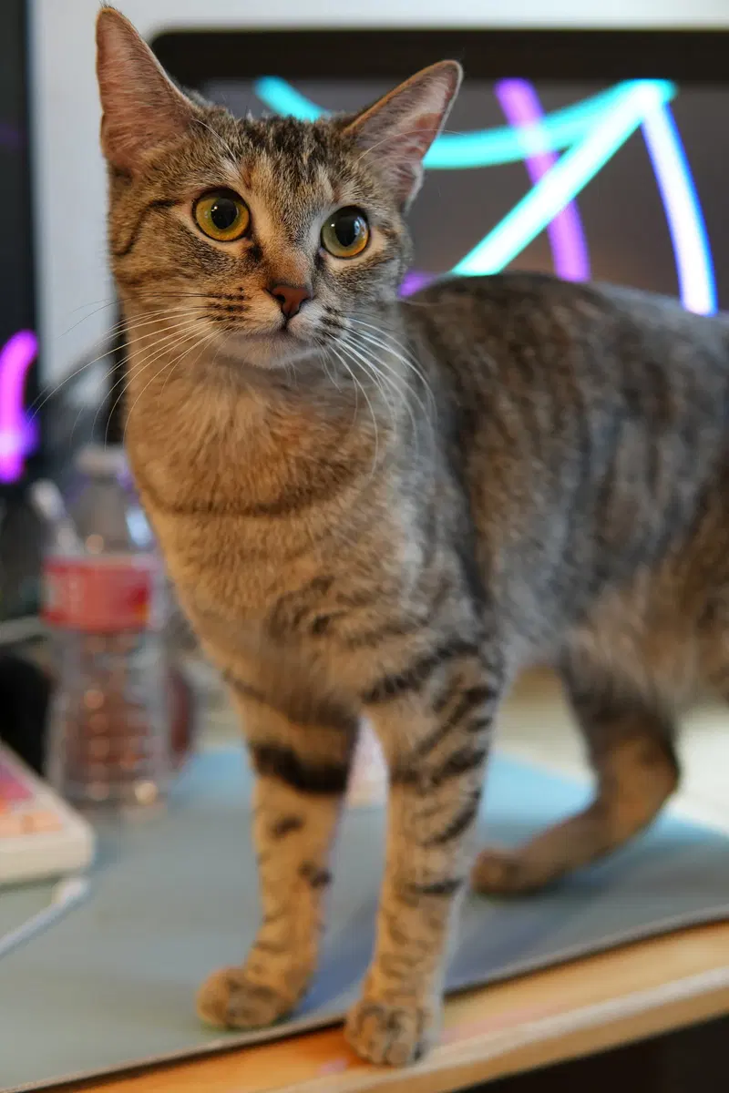 Ashley, photo 3