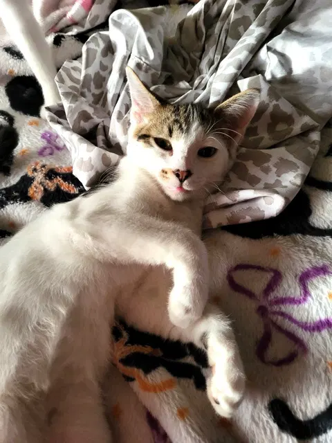 Watch the video of Snickerdoodle