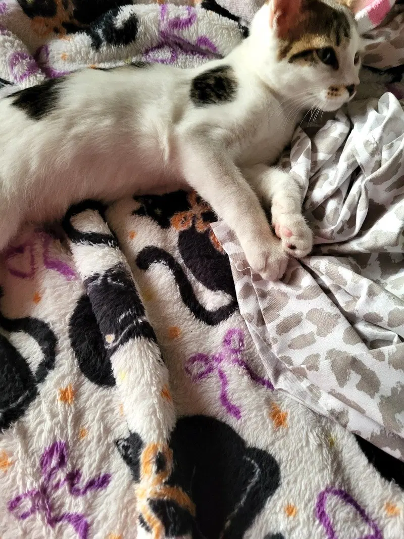 Snickerdoodle, photo 3