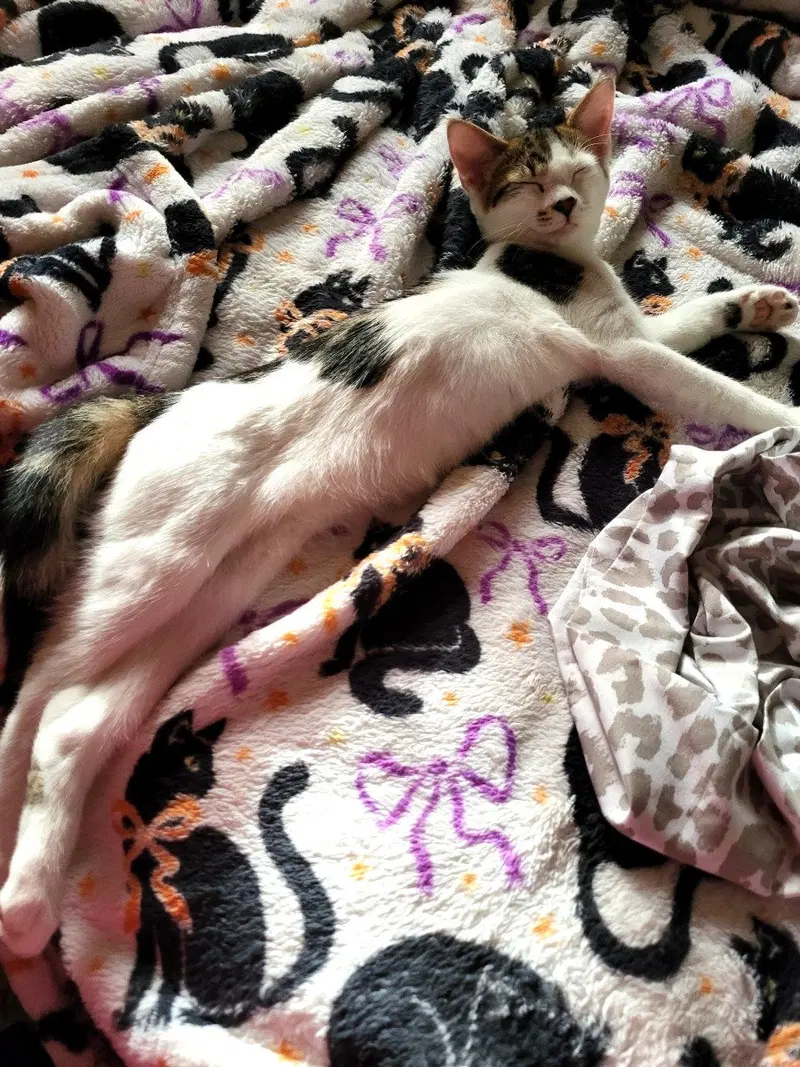 Snickerdoodle, photo 4