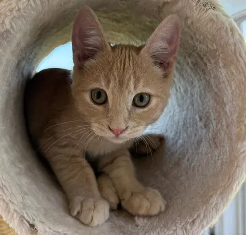 Watch the video of Radley