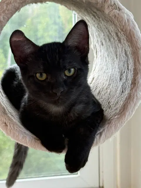 Watch the video of Rumple