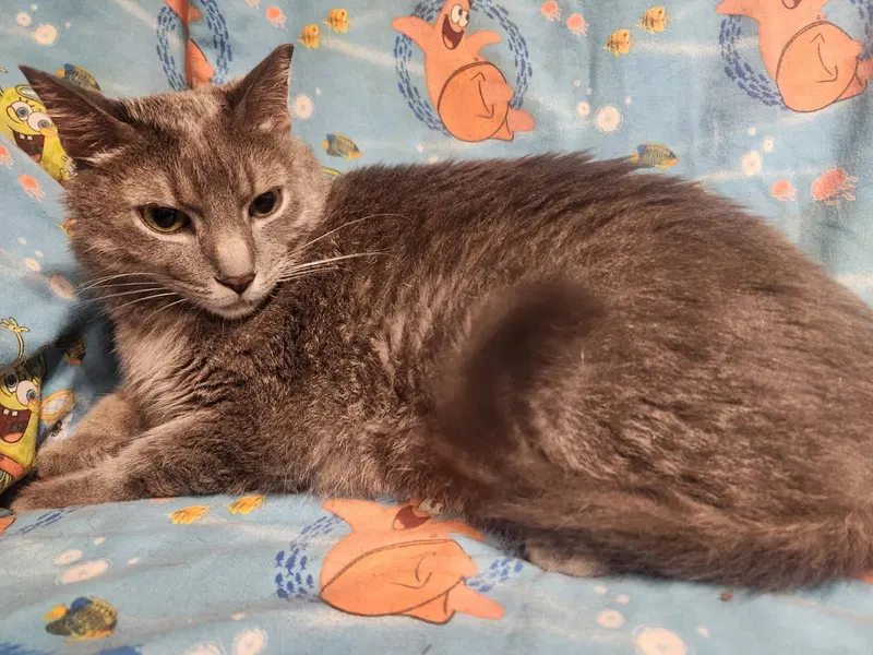 Arlie, an adult male cat up for adoption