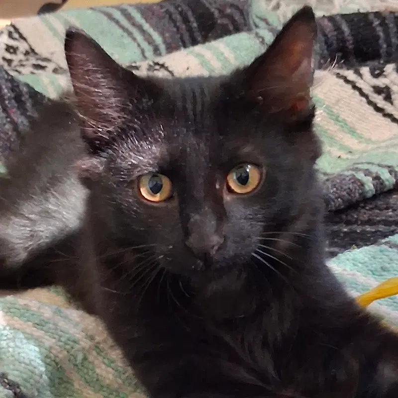 Oscar, a male kitten up for adoption