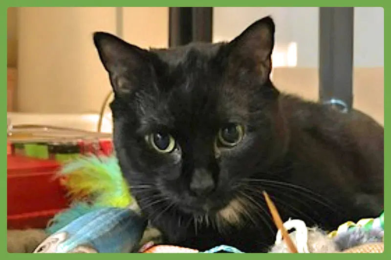 Madam, a senior female cat up for adoption
