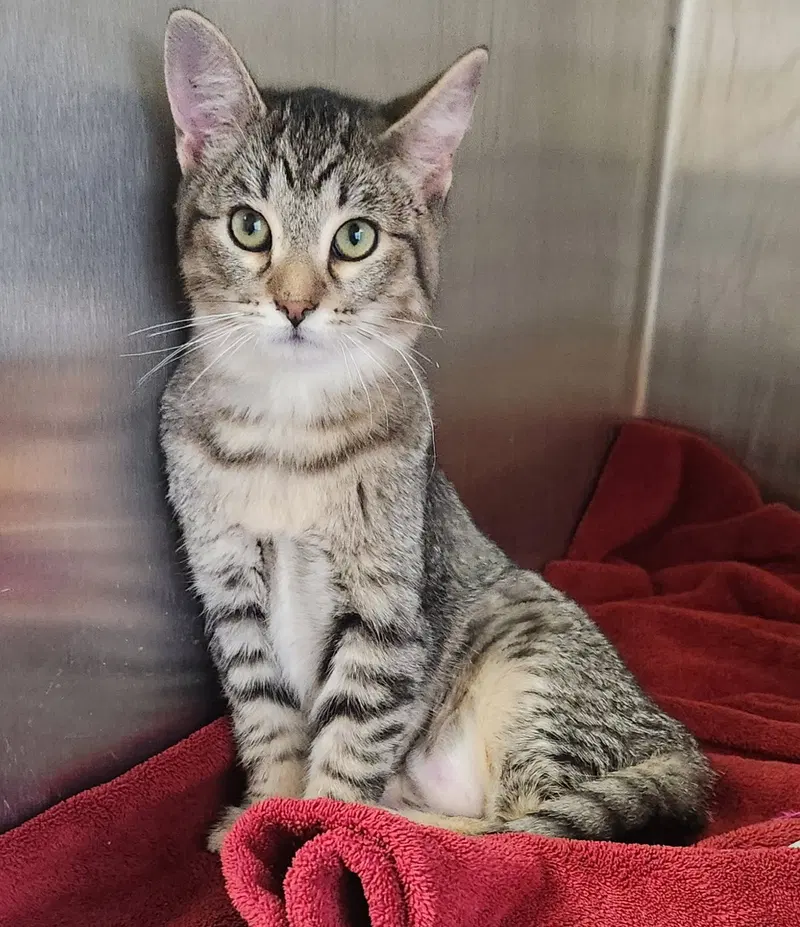 Abigail, a young female American Shorthair cat up for adoption