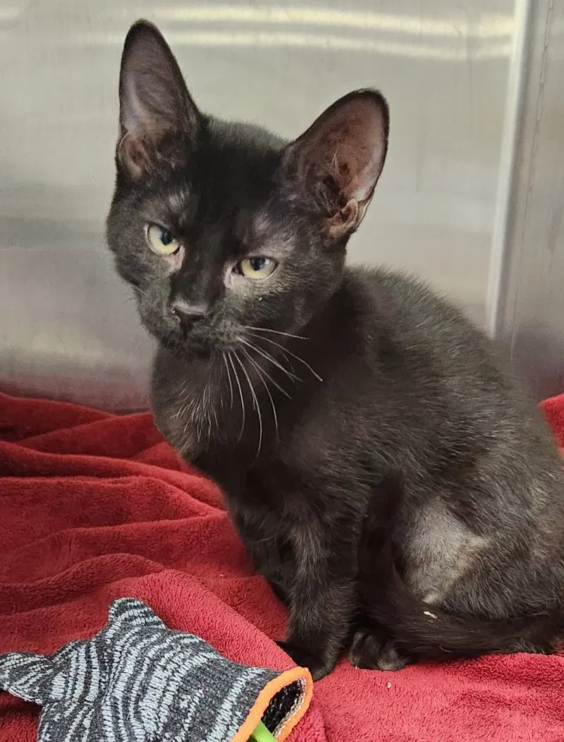 Betsy, a young female American Shorthair cat up for adoption