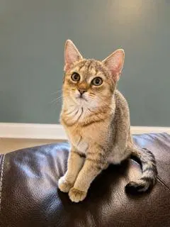 Kitten Twister, a young male cat up for adoption