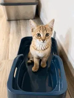 Kitten Twister, photo 2