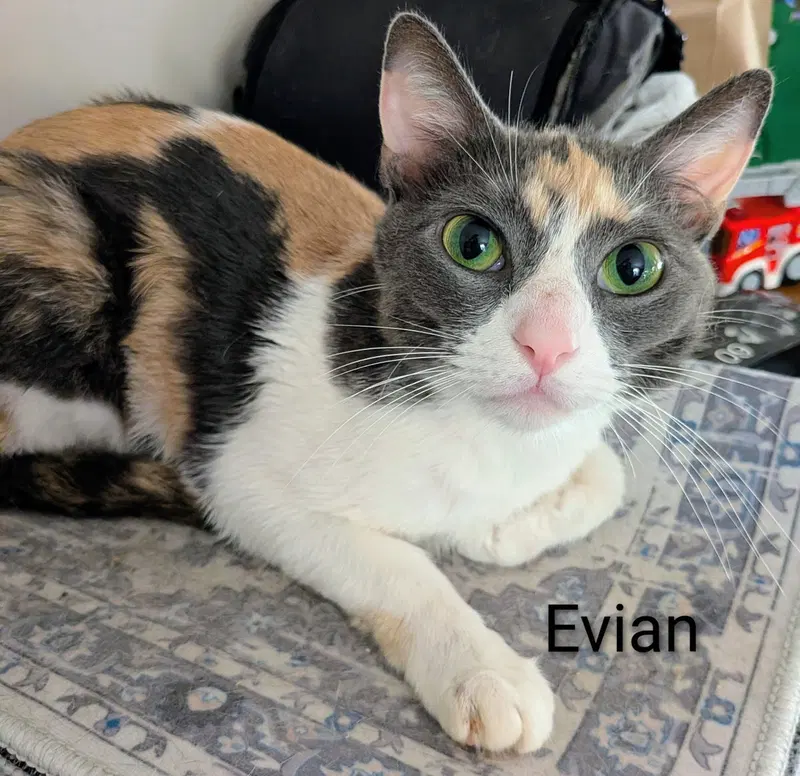 Evian, an adult female cat up for adoption