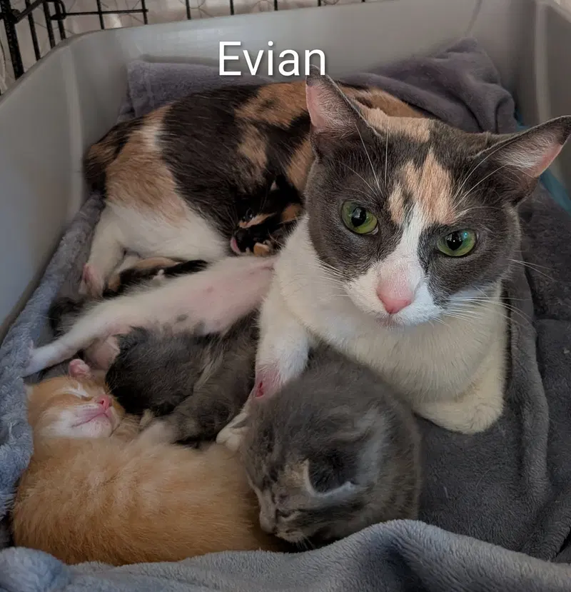 Evian, photo 4