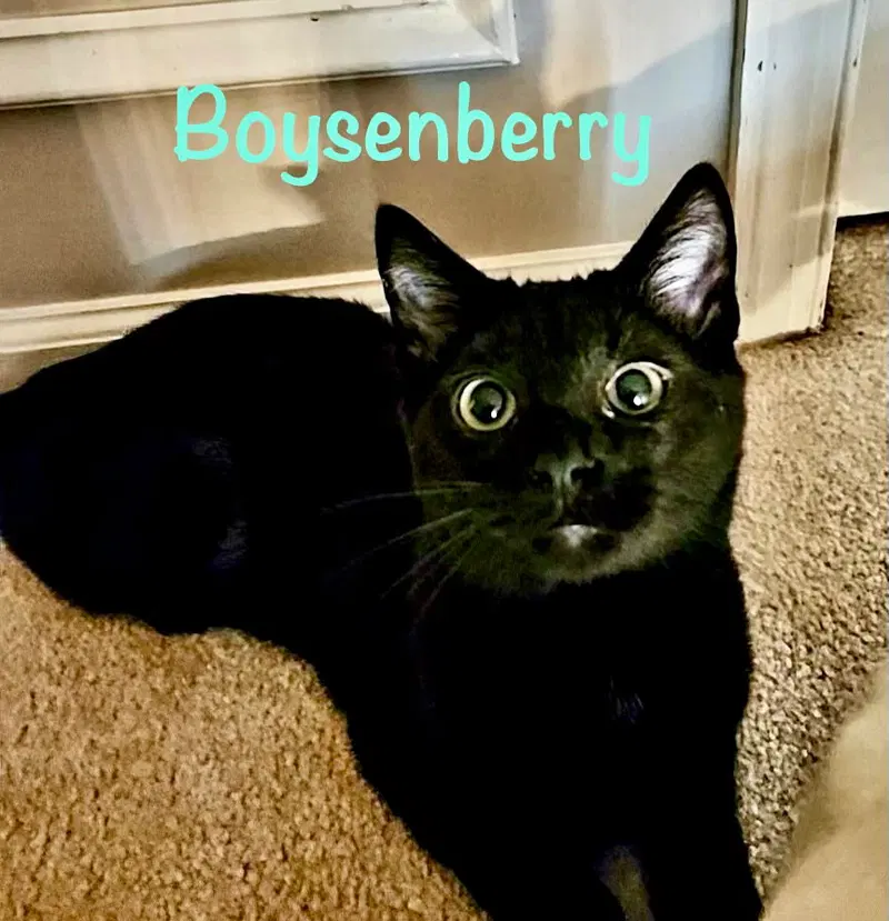 Boysenberry, photo 4