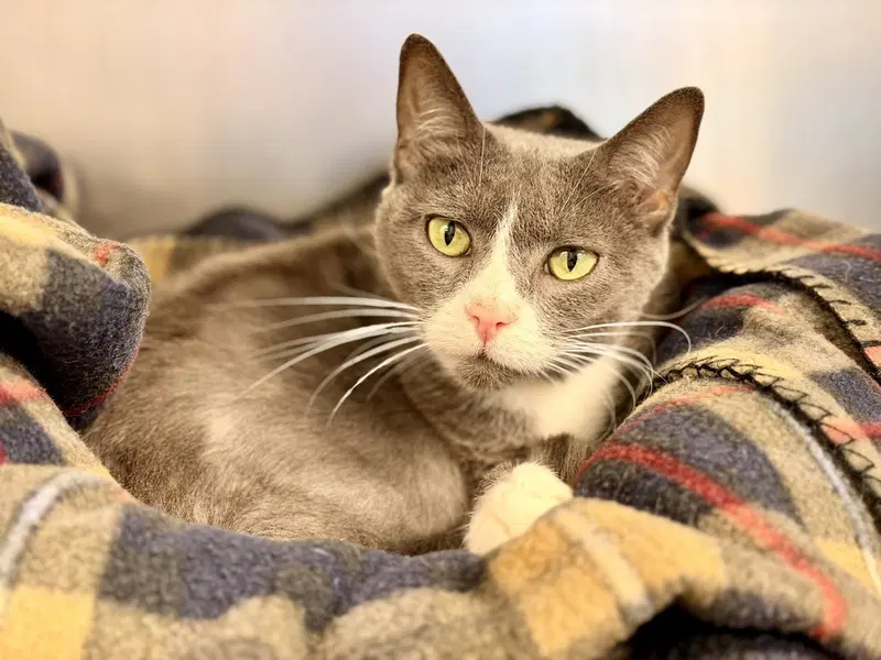 Meera, a senior female cat up for adoption