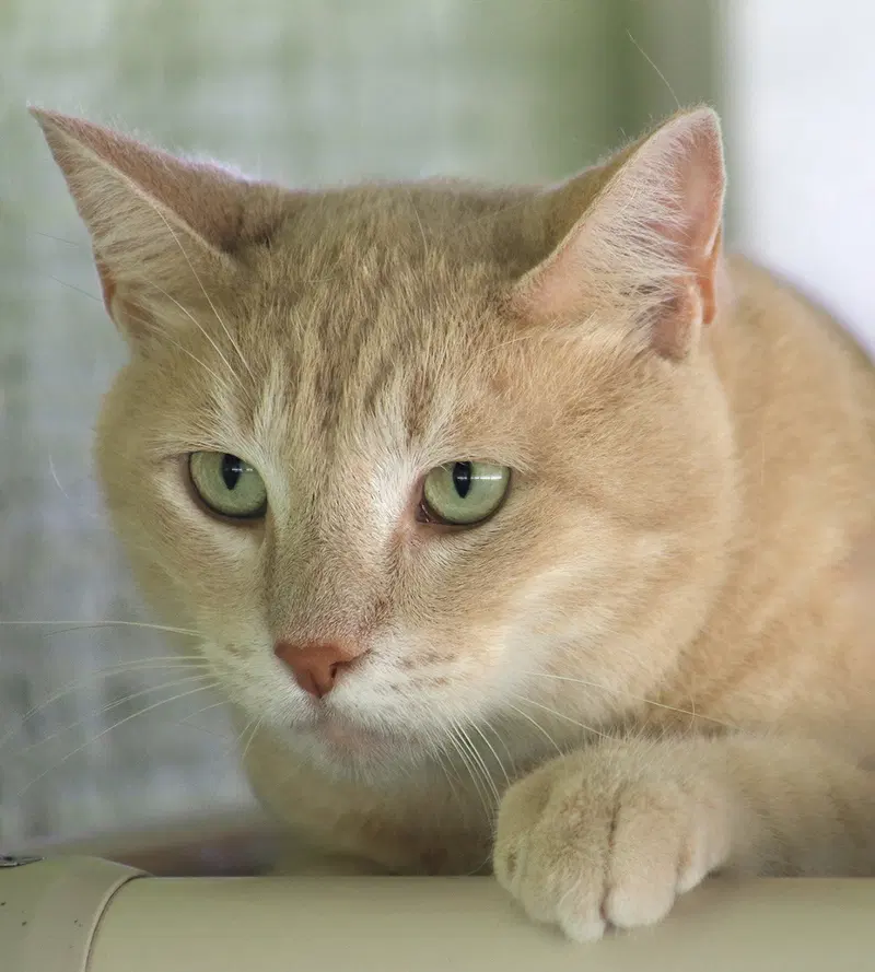 Sunshine, an adult female cat up for adoption