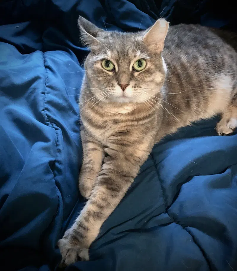 Koko, an adult female cat up for adoption