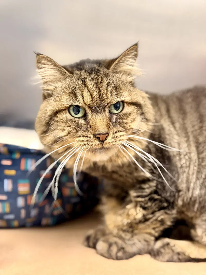 Prada, a senior female cat up for adoption