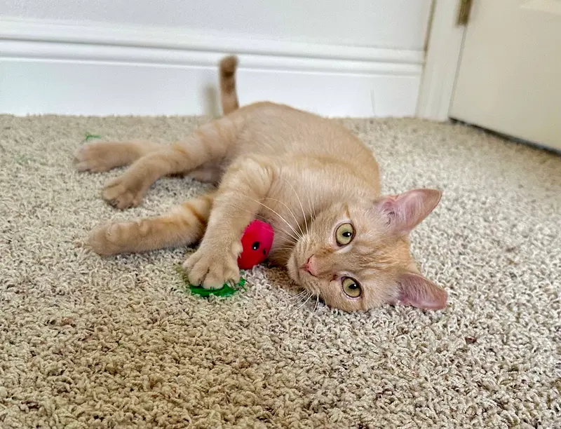Princess, a young female cat up for adoption