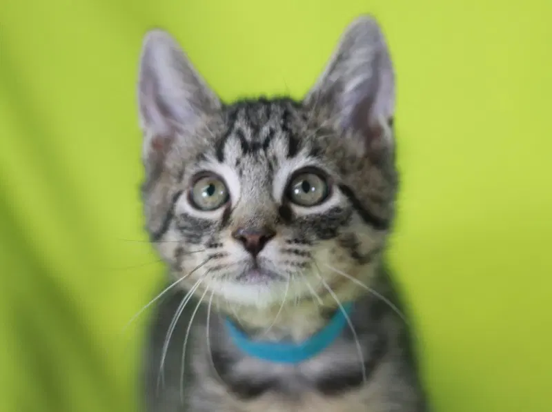 Cash, a male kitten up for adoption