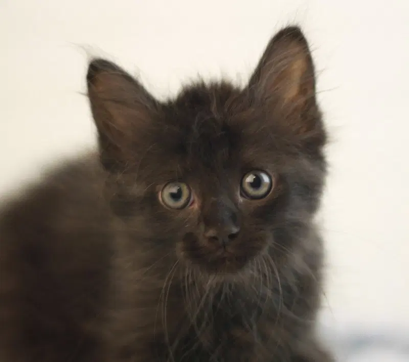 Kelly, a female kitten up for adoption