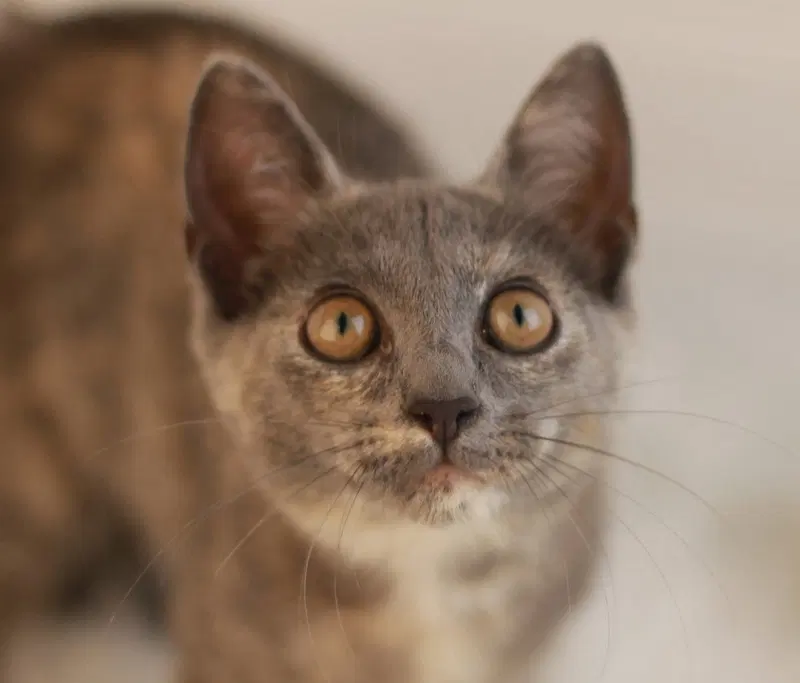 Turkey Bacon, a female kitten up for adoption