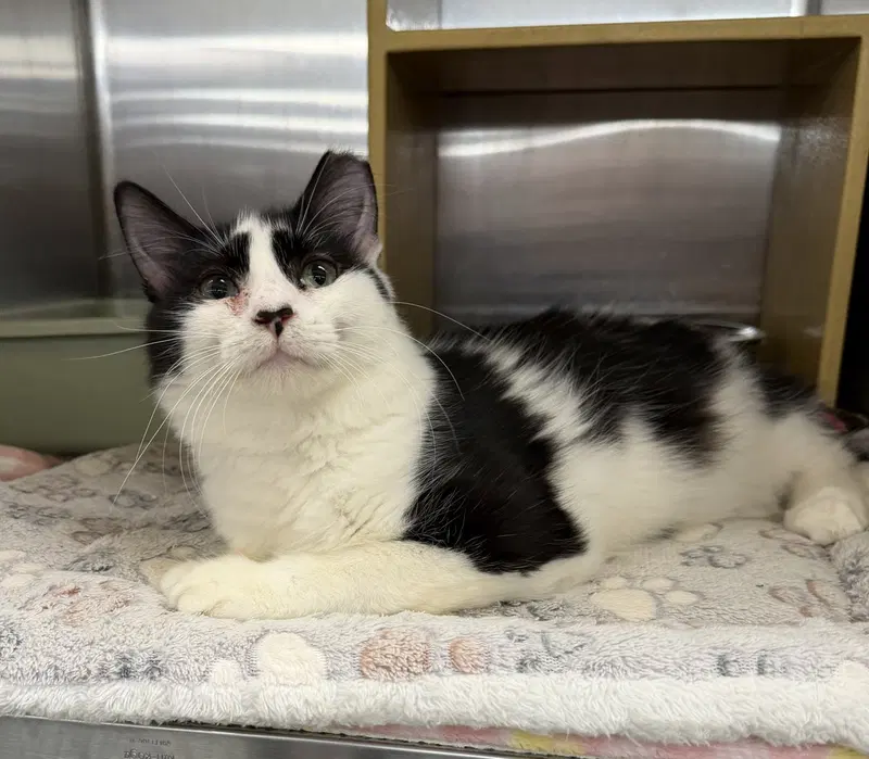 Frances, a young male cat up for adoption