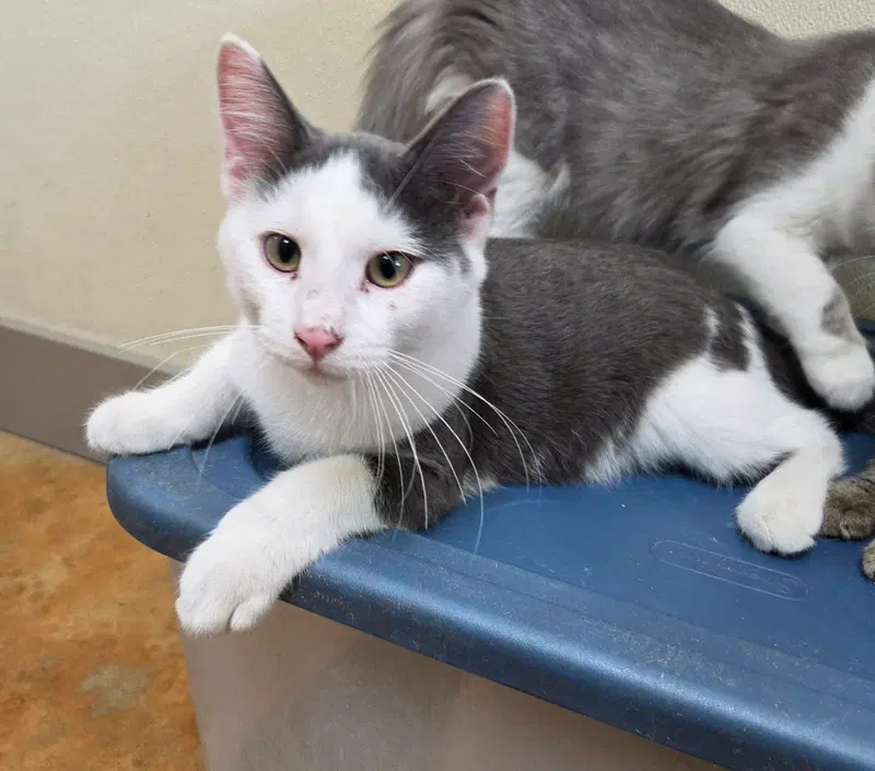 Henry, a young male cat up for adoption