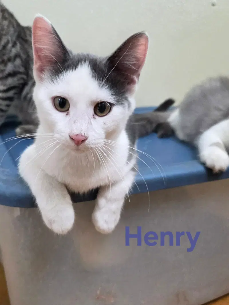 Henry, photo 4