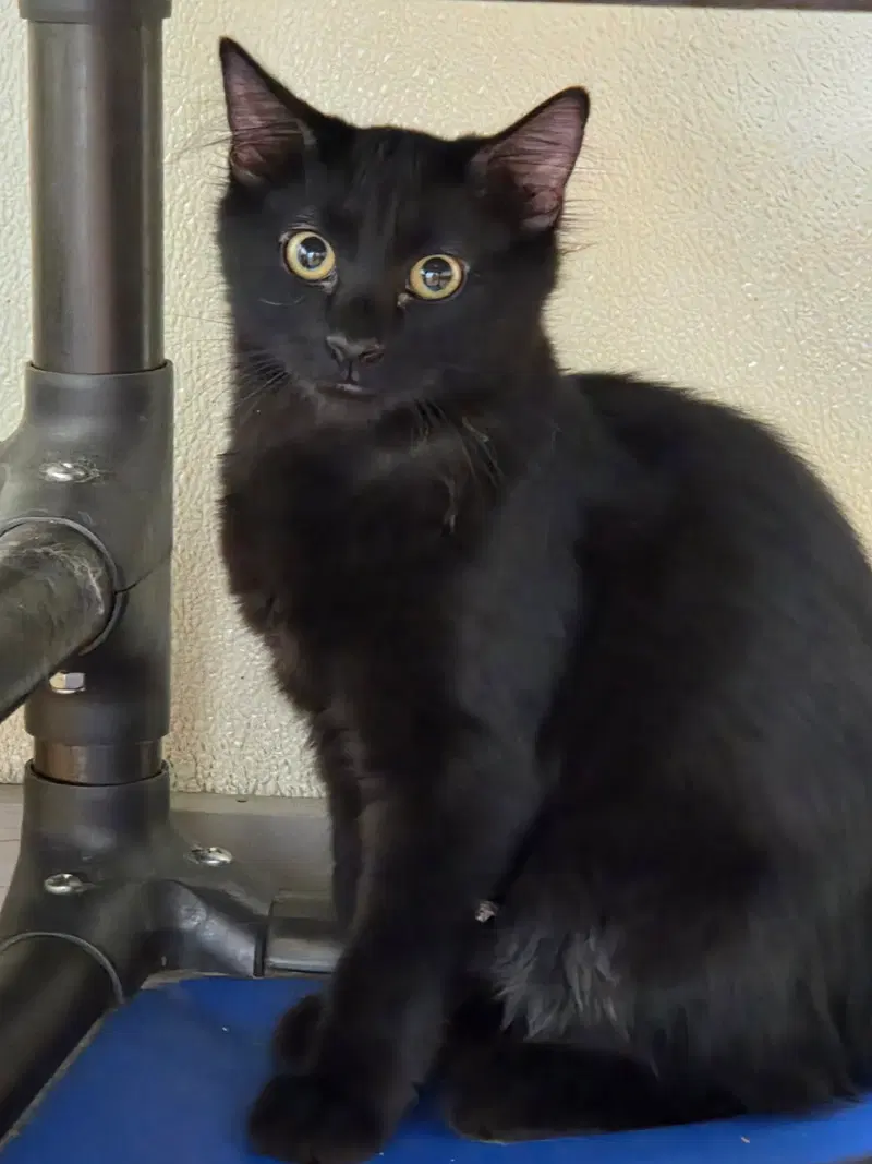 Ember, photo 3