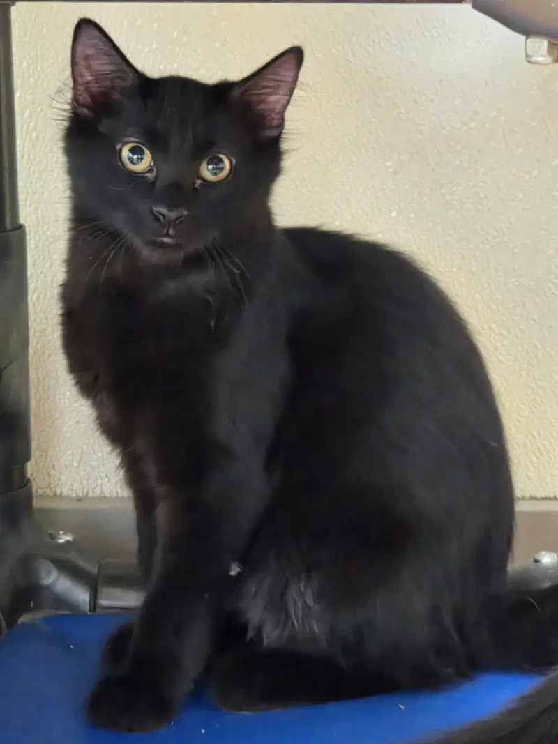 Ember, photo 4