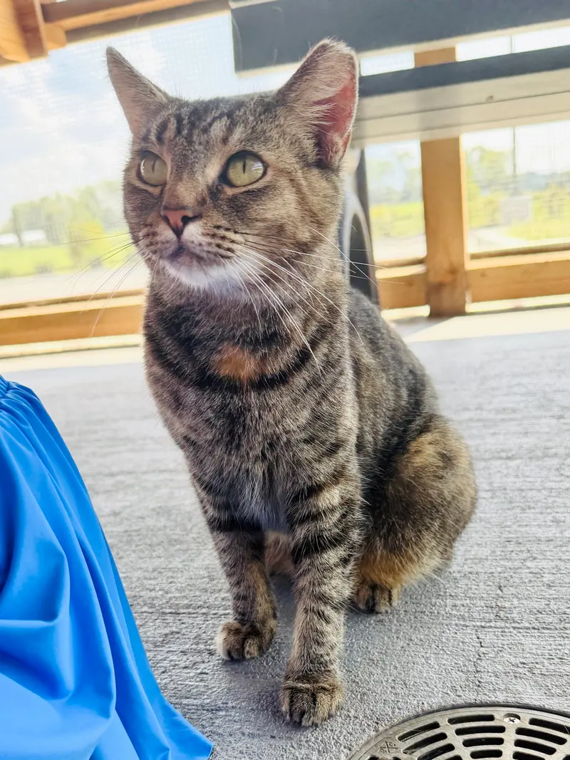 Athena, an adult female Tabby cat up for adoption