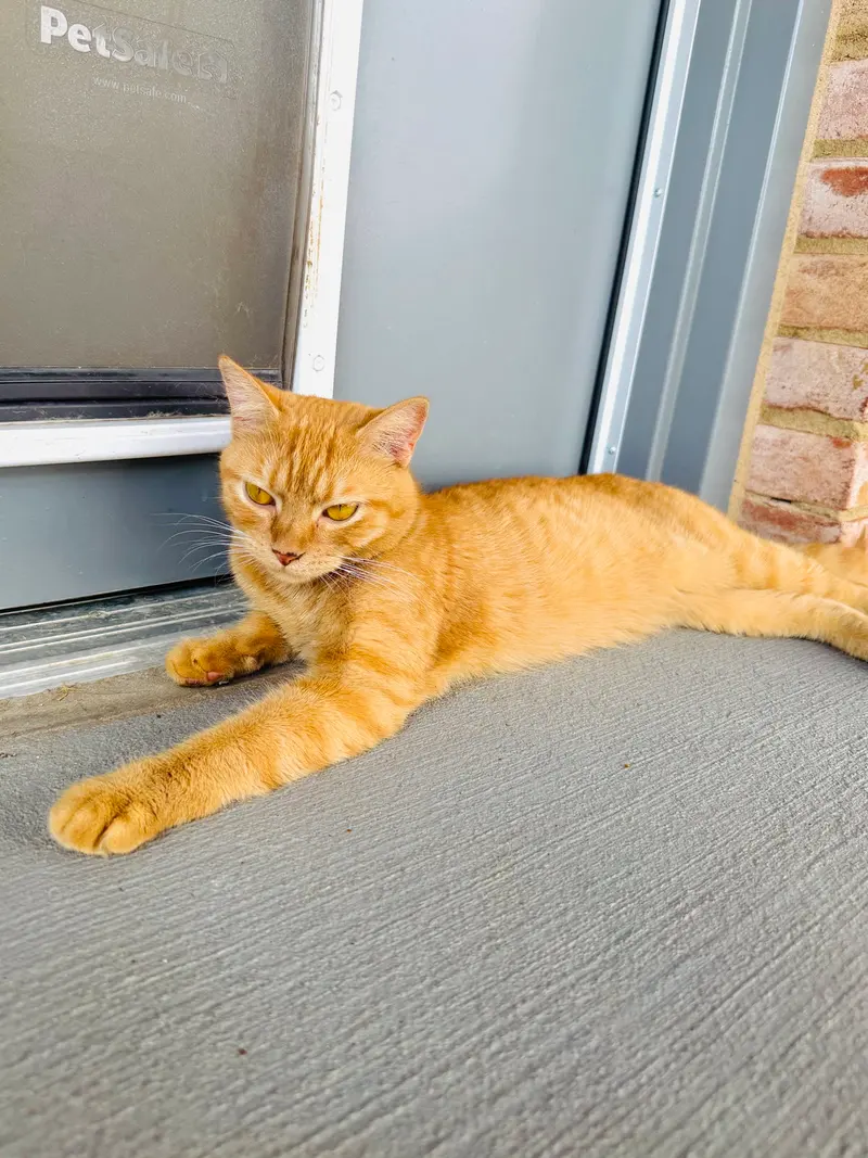 Lita, a young female Tabby cat up for adoption