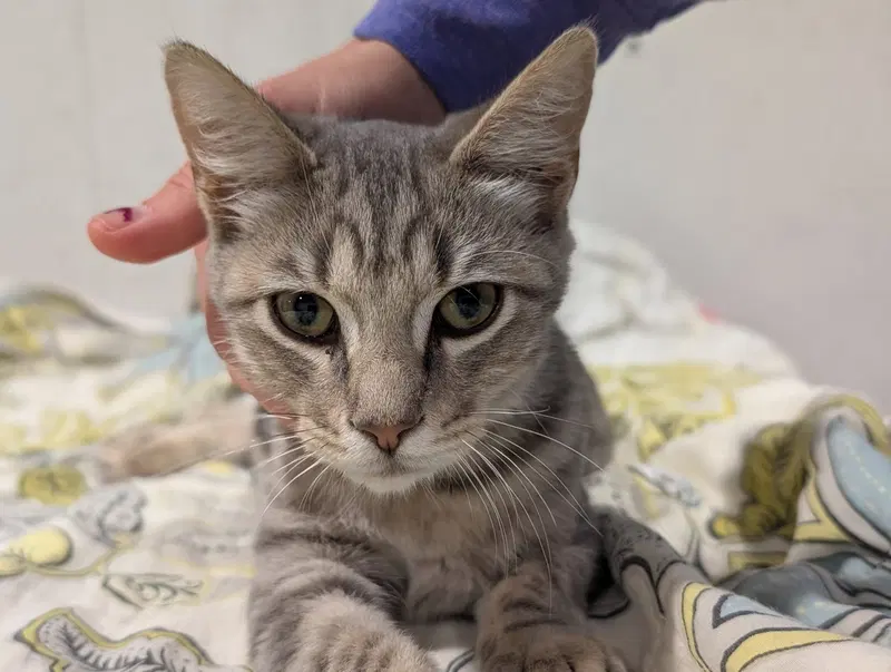 Sterling, a male Tabby cat up for adoption