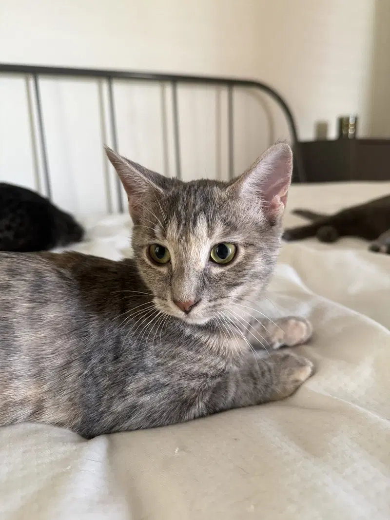 Kissa, photo 6